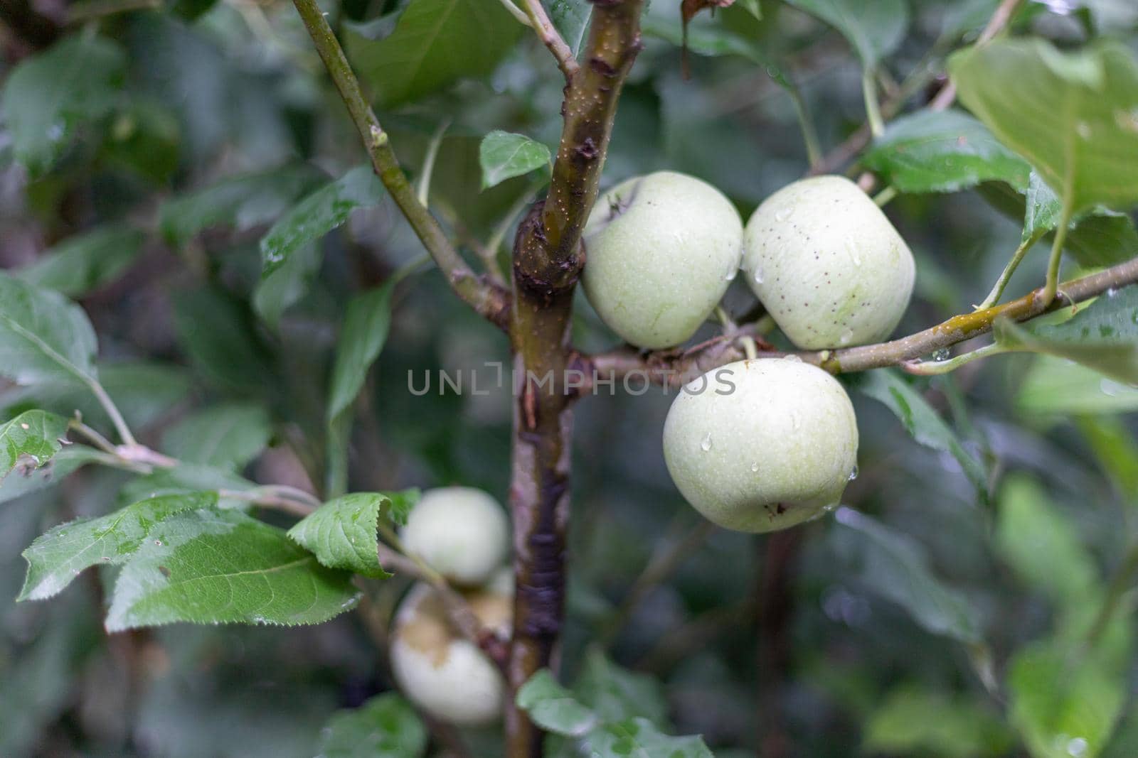 Green apple on a branch of a fruit tree