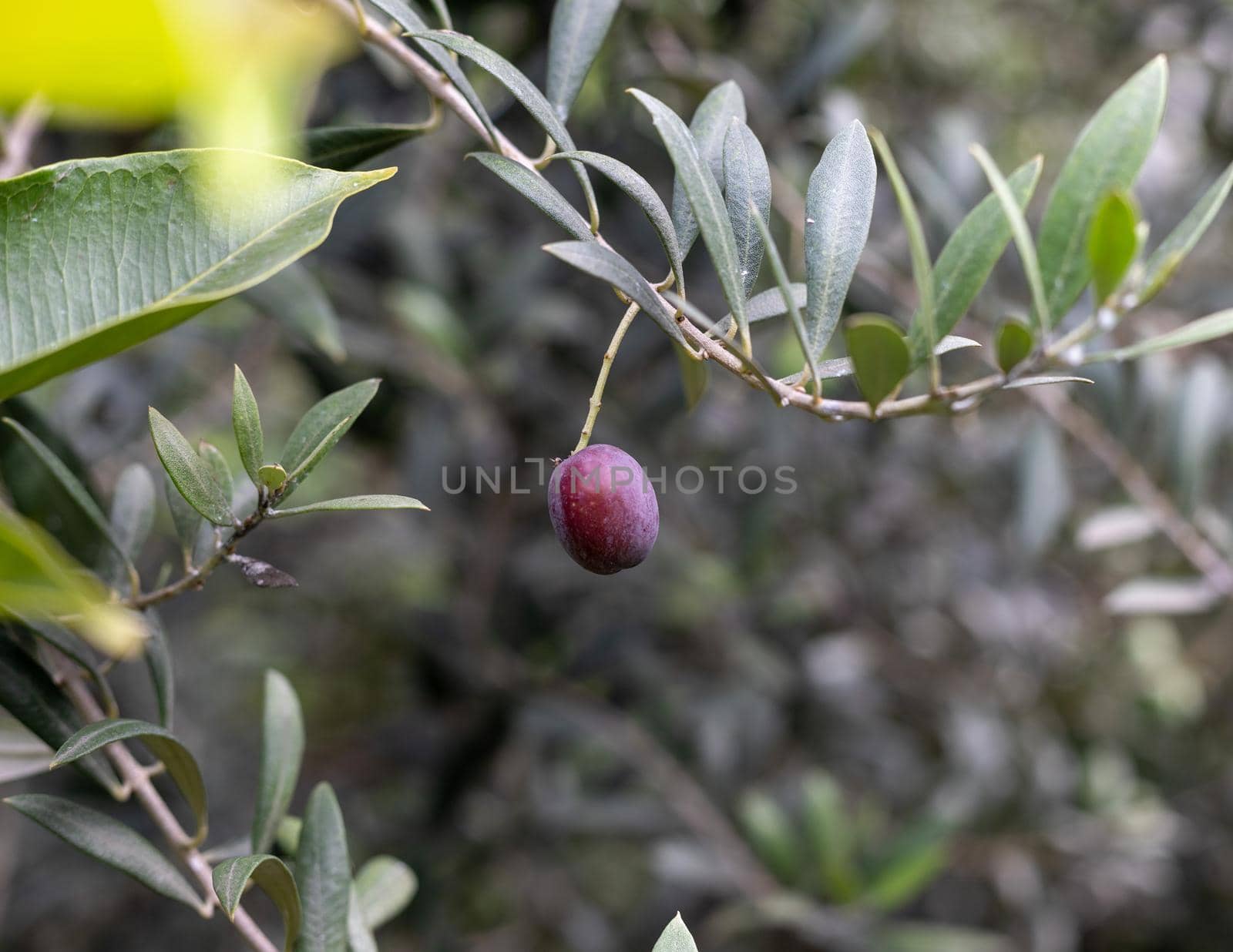 Ripe olive fruit hanging on a tree branch