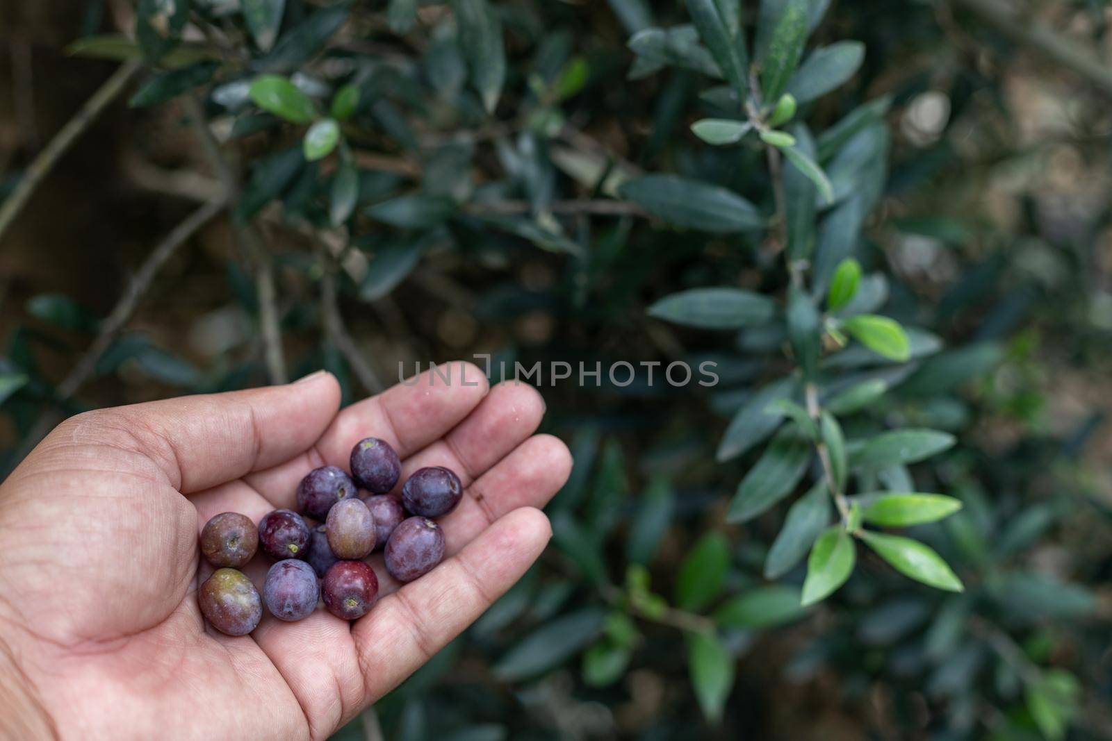 Picking olives fruit from a tree and holding them in hand for examining