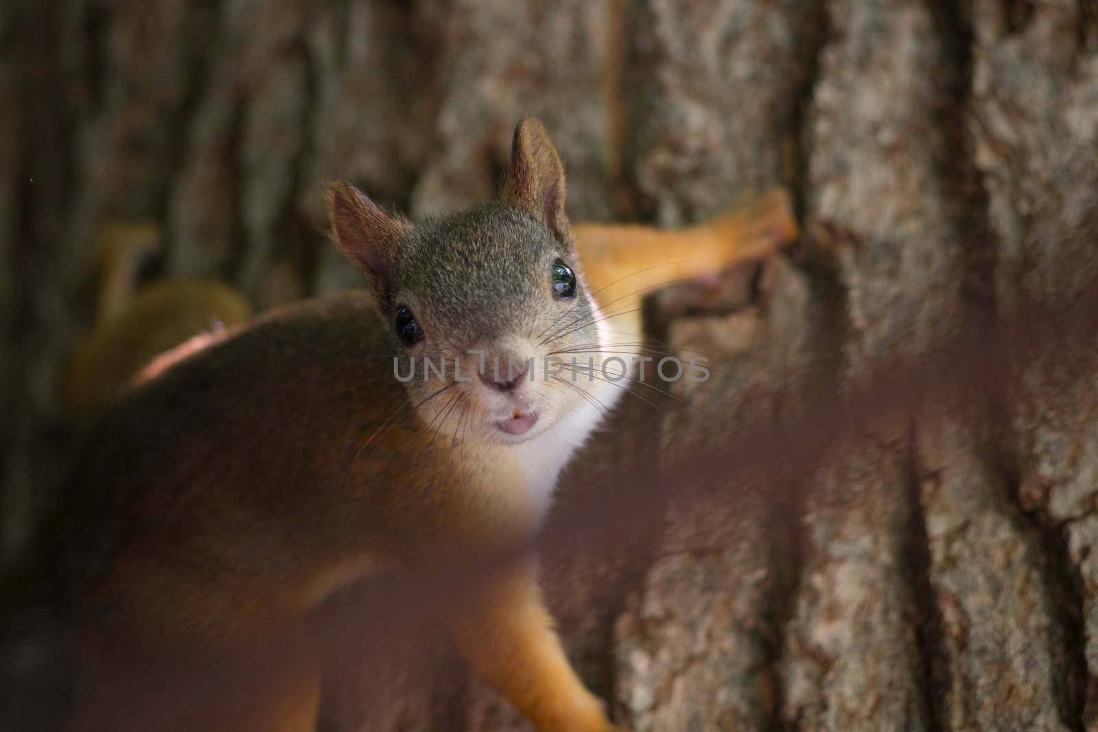 Beautiful Red Squirrel Sitting on Tree and Looking at Camera