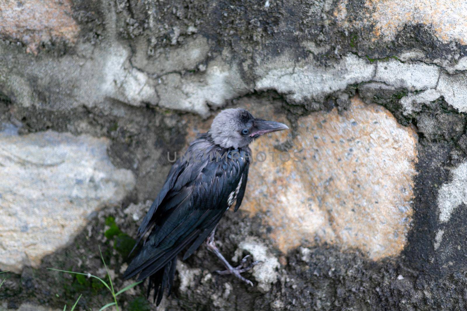 Wet crow taking shelter in the rain with a stone wall