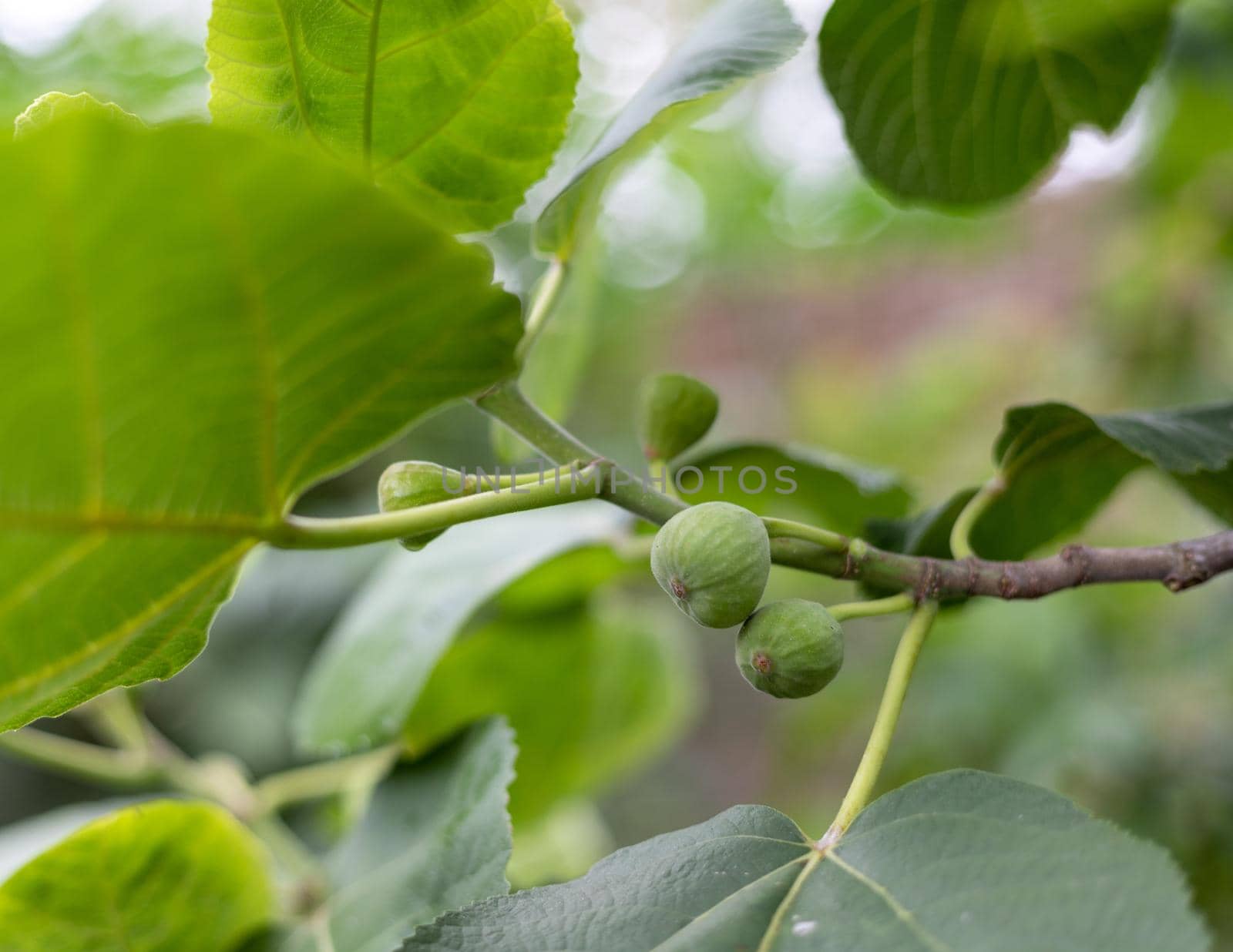 Green fig fruit on a tree branch with selective focus and blur background