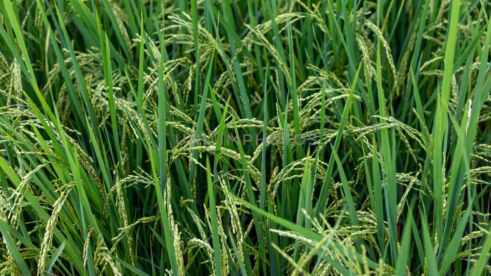 Green rice crop in the fields closeup view by Bilalphotos