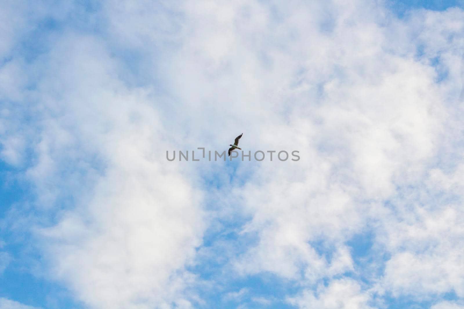 Gull in the Blue Sky, Scenic Landscape at Sunny day.