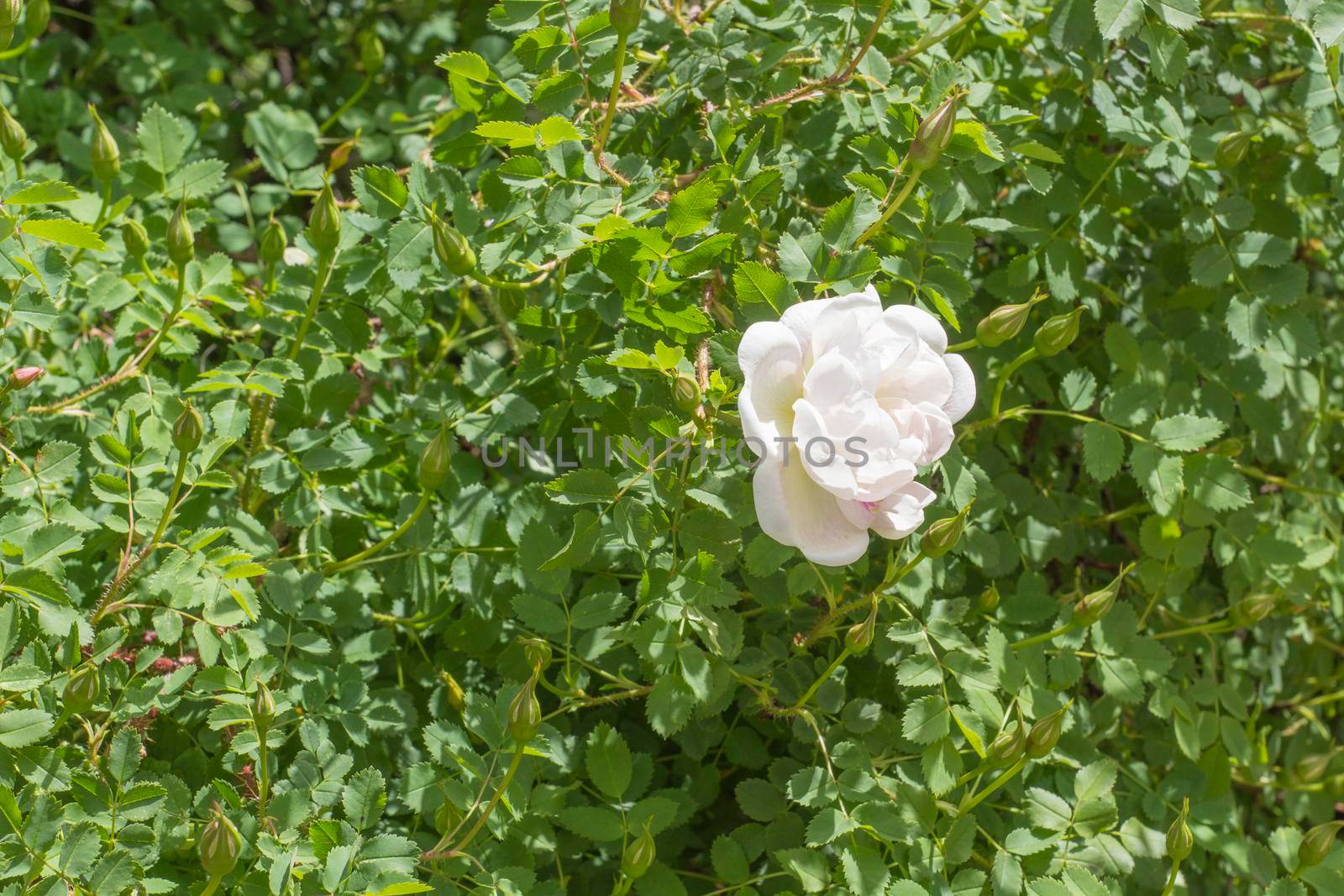 White Rose, Green Shrub of Dog Rose, Single Flower in Horizontal Pattern of Nature Image.