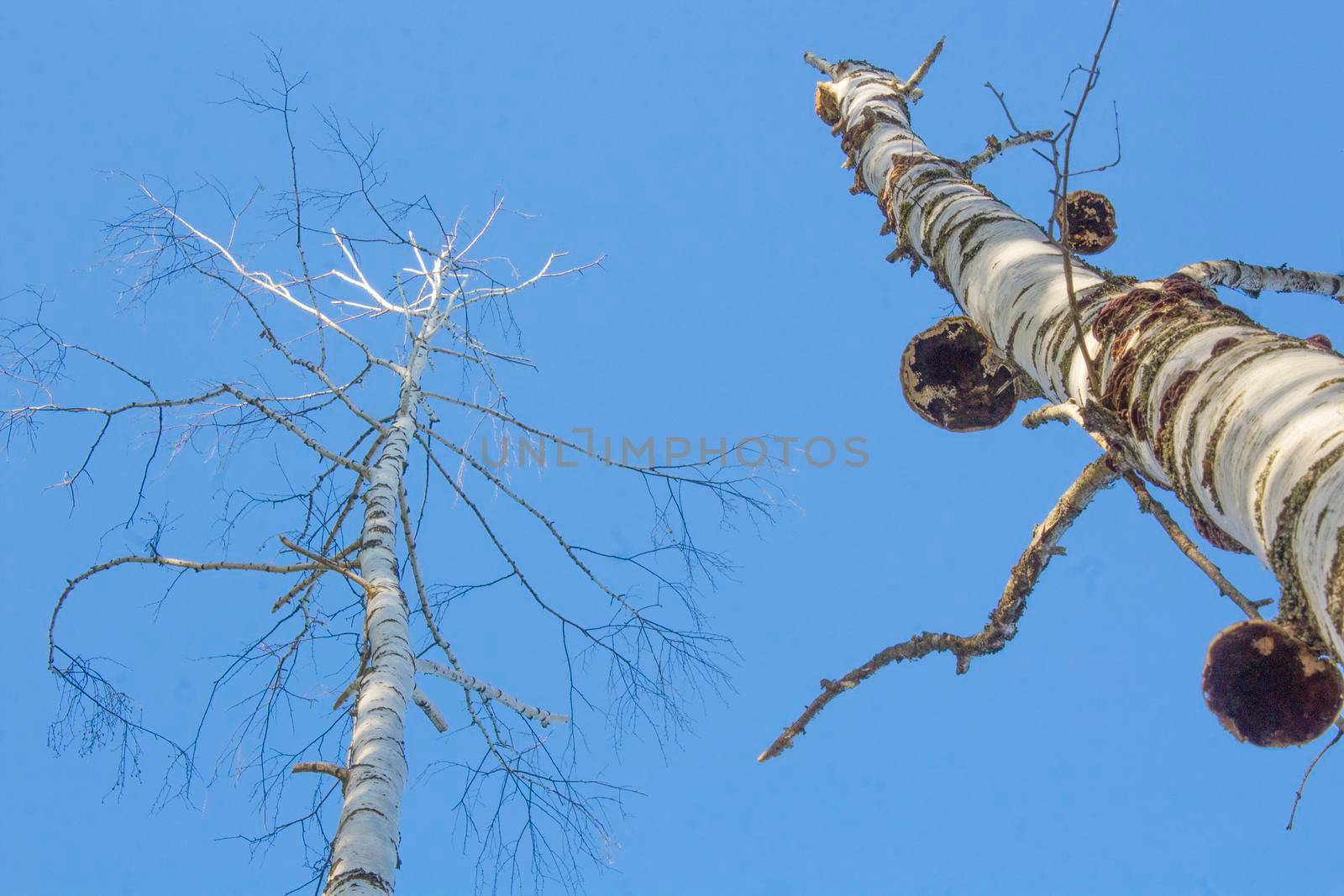 Naked Birch Trees looking up under Blue sky