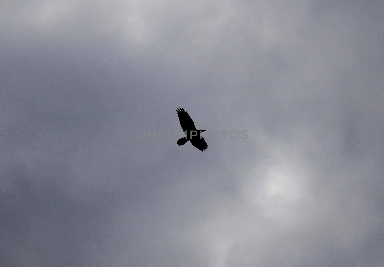 Black Silhouette of Raven fly on grey sky. Dramatic Atmospheric Image.