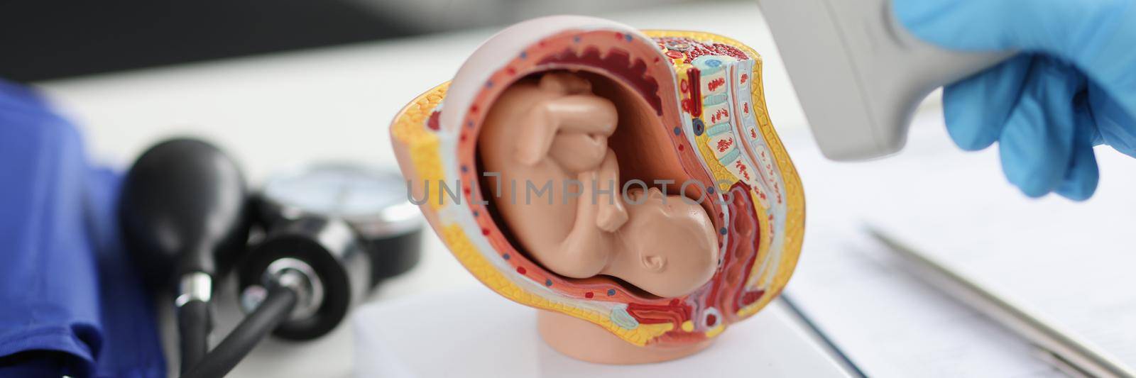 Doctor holding transducer for ultrasound examination in front of artificial model of human fetus in uterus closeup. Ultrasound of fetus examination of pregnant women concept