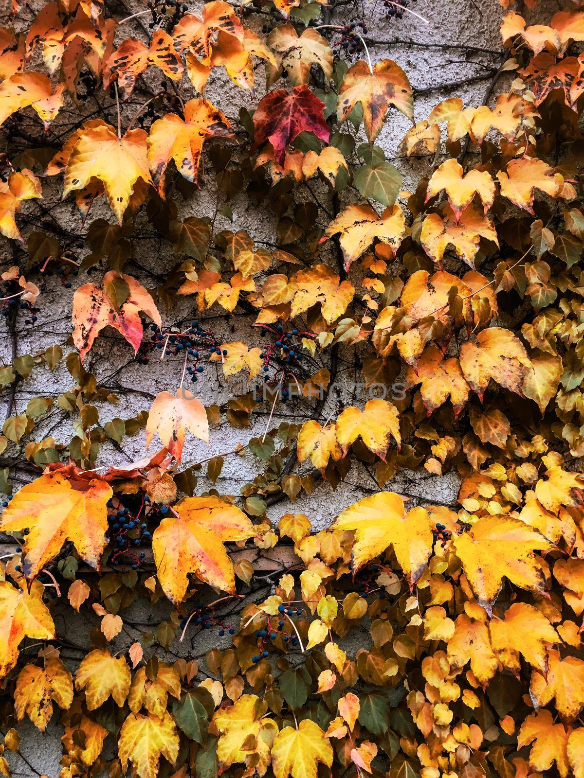 Autumn leaves and trees, nature background by Anneleven