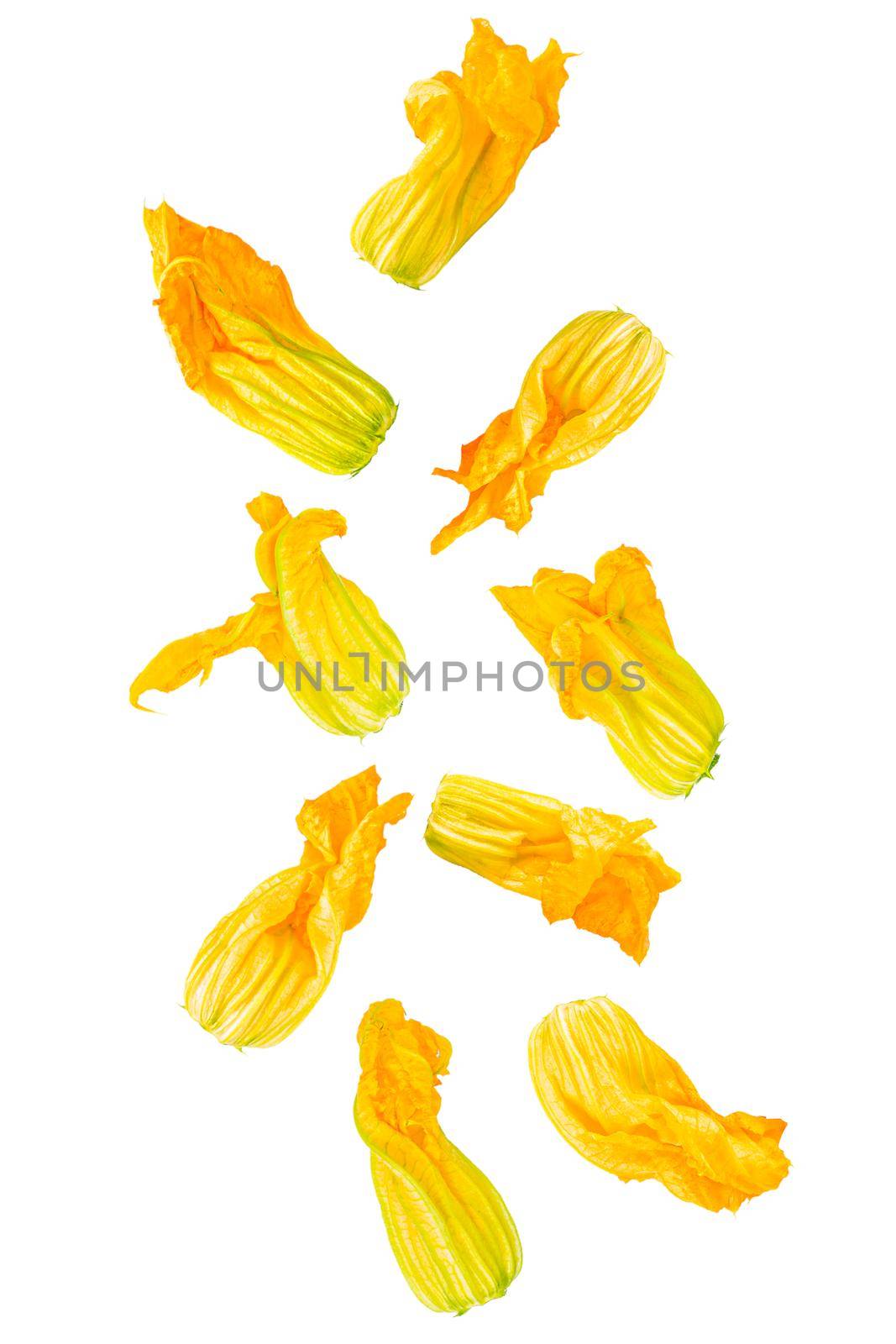 Isolated flying vegetables. Nine courgette flowers falling on white background with clipping path as package design element and advertising. Full depth of field.