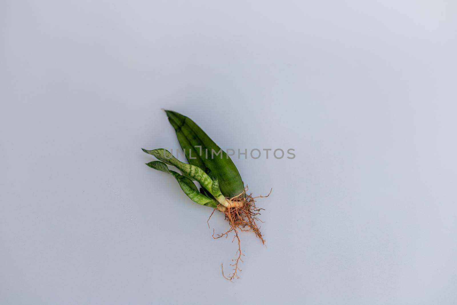 Snake plant leaf with pups and roots on isolated white background and selective focus