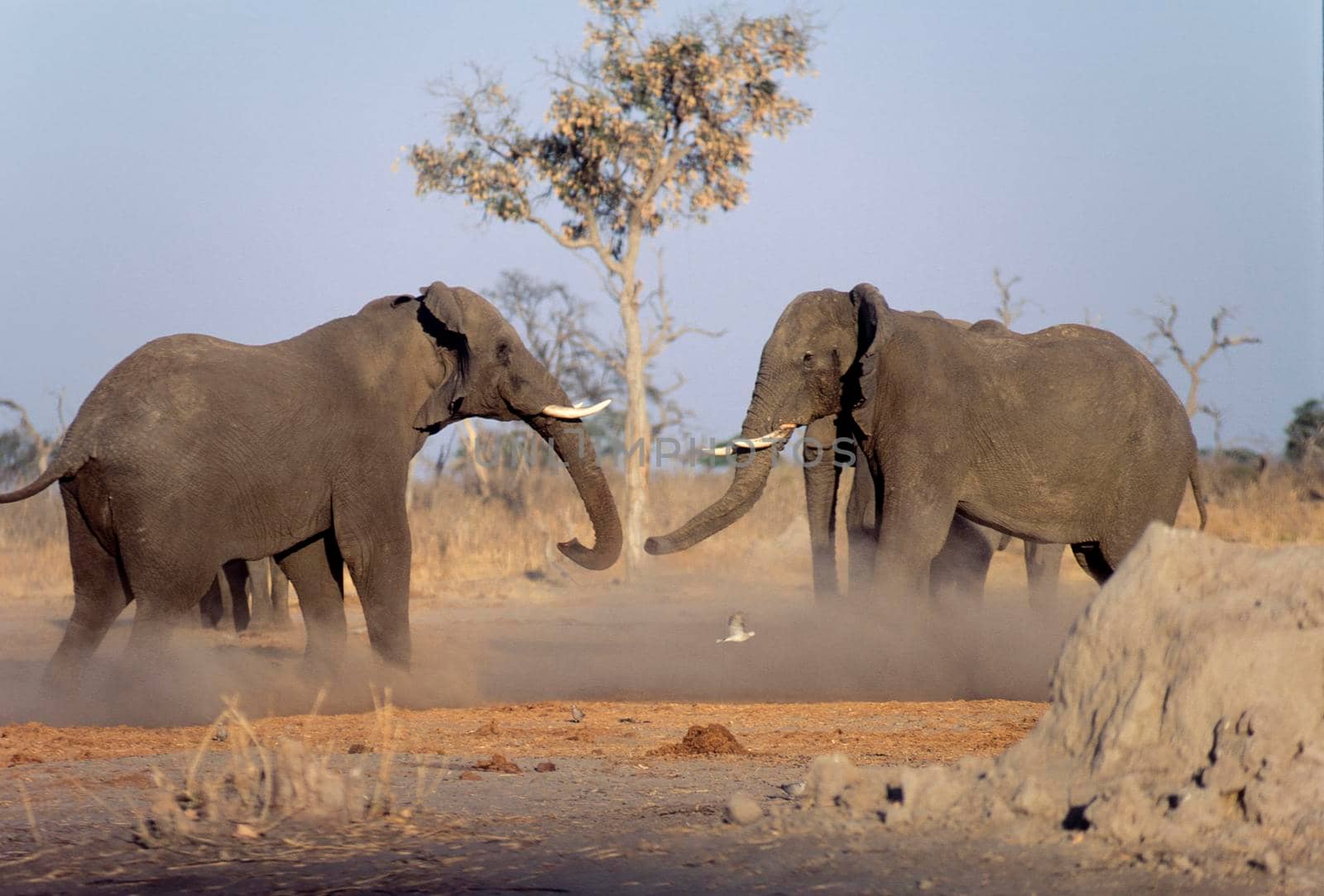 Elephant fight (Loxodonta africana), Chobe N.P. - Savuti, Botswana, Africa