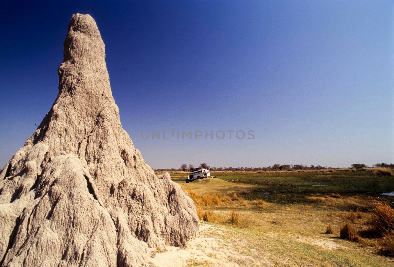 termite mound overgrown with green bush, Chobe national park, Botswana, Africa