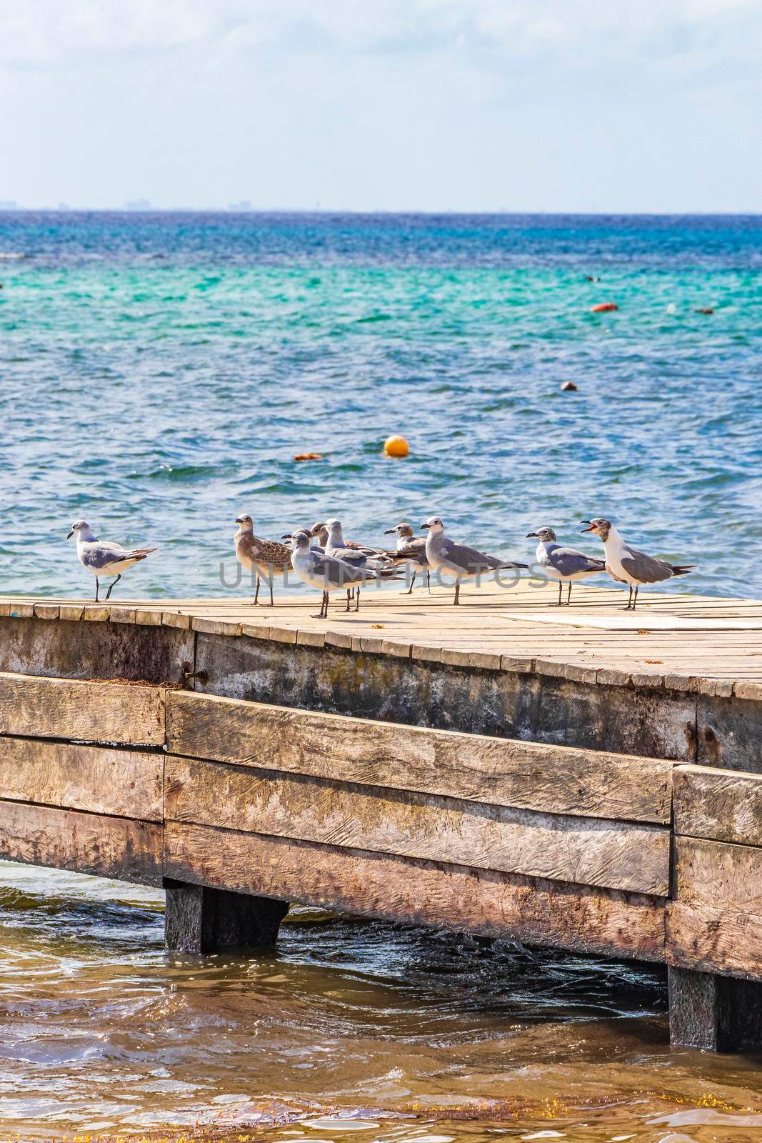 Seagull seagulls bird birds on wooden jetty harbor port in Playa del Carmen Quintana Roo Mexico.