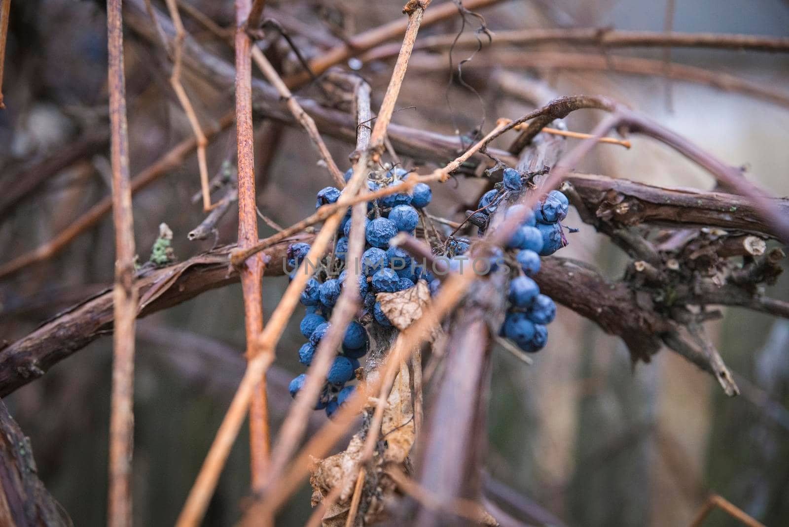 Shrunken overripe blue grapes on a branch.