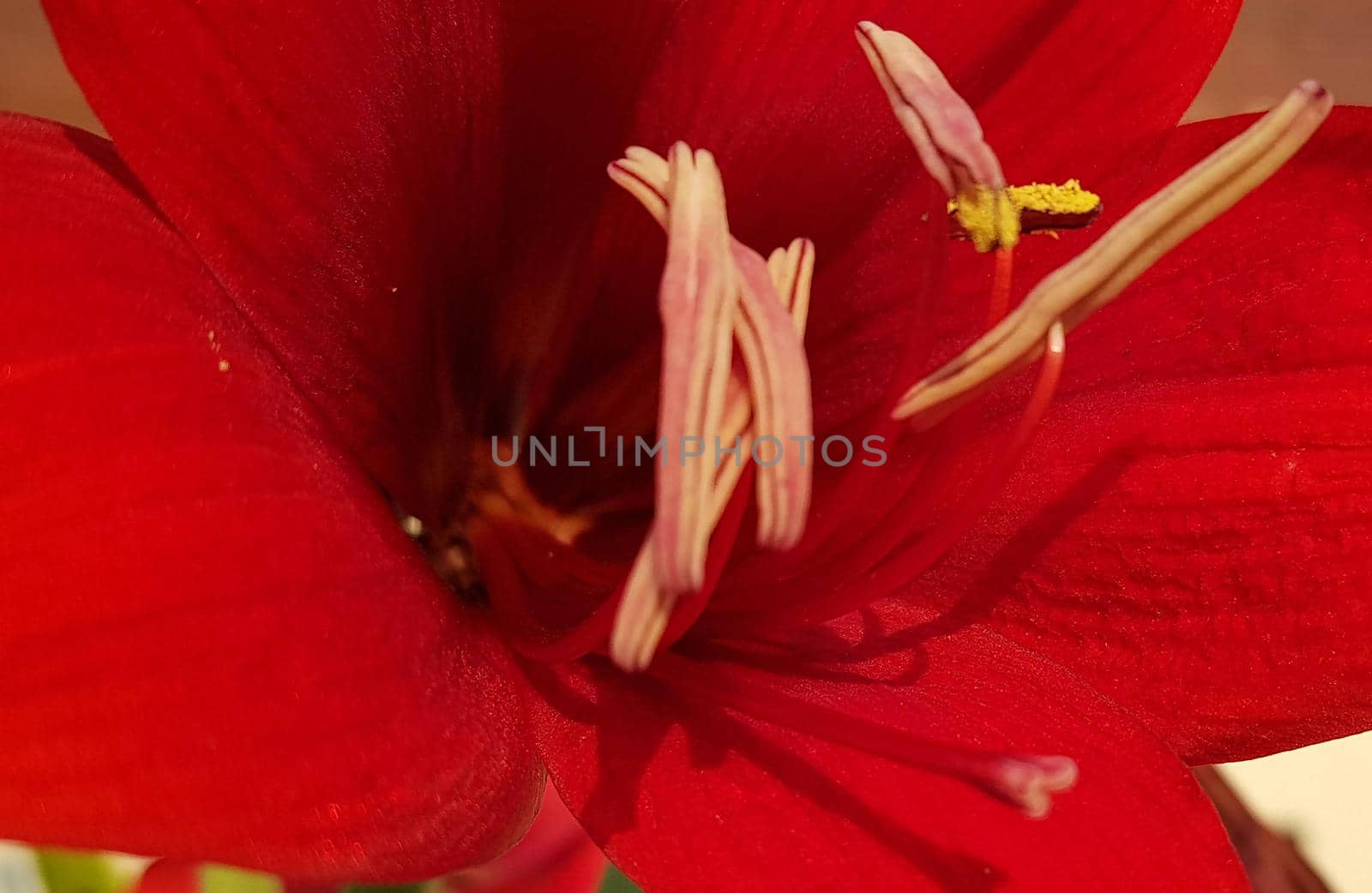 Close up Amaryllis flowers showing pollen, Amaryllis, Amaryllidaceae, Hippeastrum reginae Herb blooming in the garden