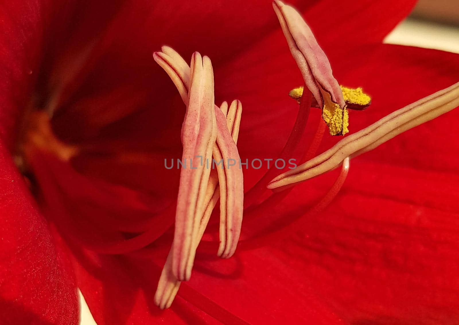 Close up Amaryllis flowers showing pollen, Amaryllis, Amaryllidaceae, Hippeastrum reginae Herb blooming in the garden