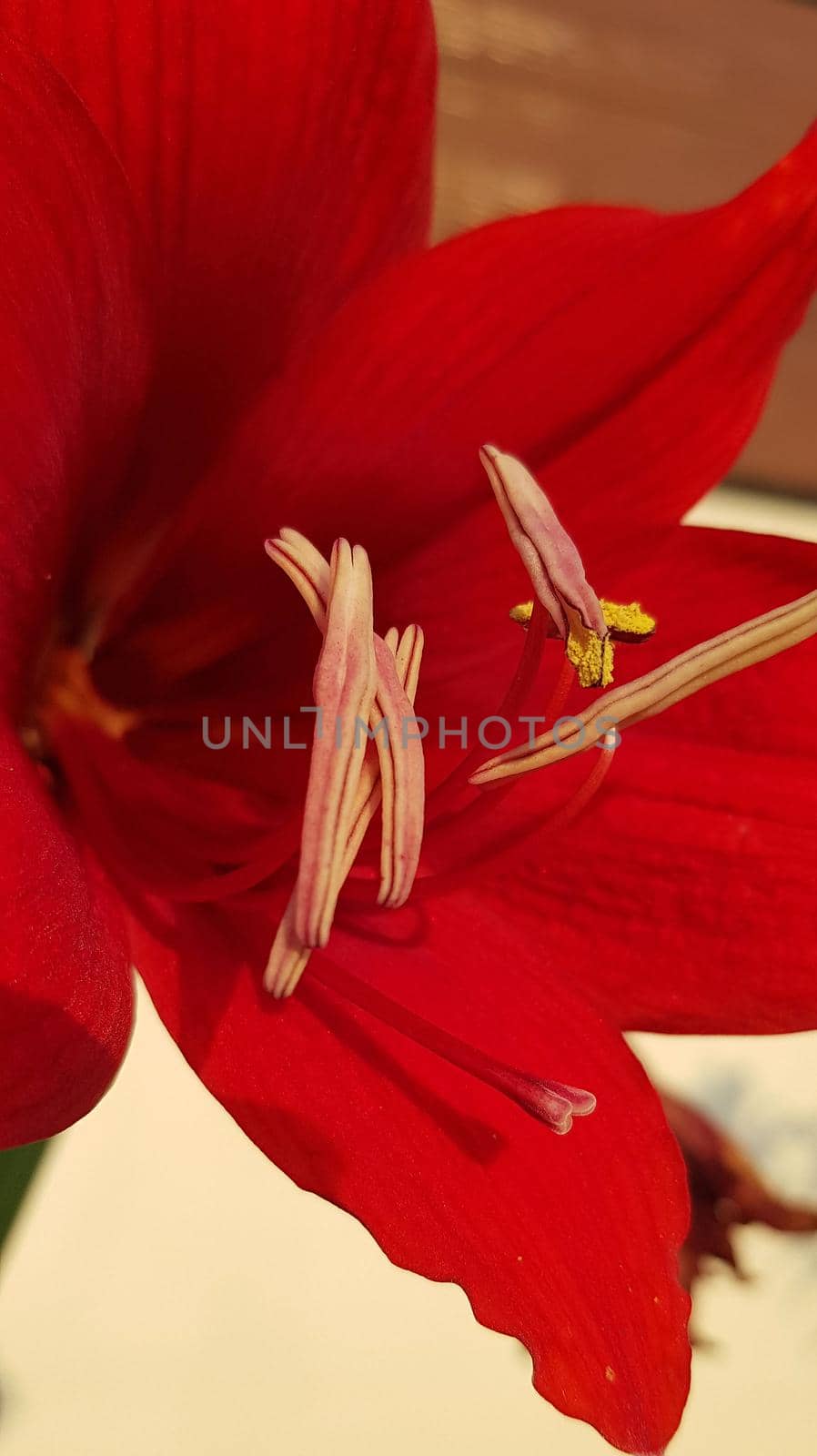 Close up Amaryllis flowers showing pollen, Amaryllis, Amaryllidaceae, Hippeastrum reginae Herb blooming in the garden