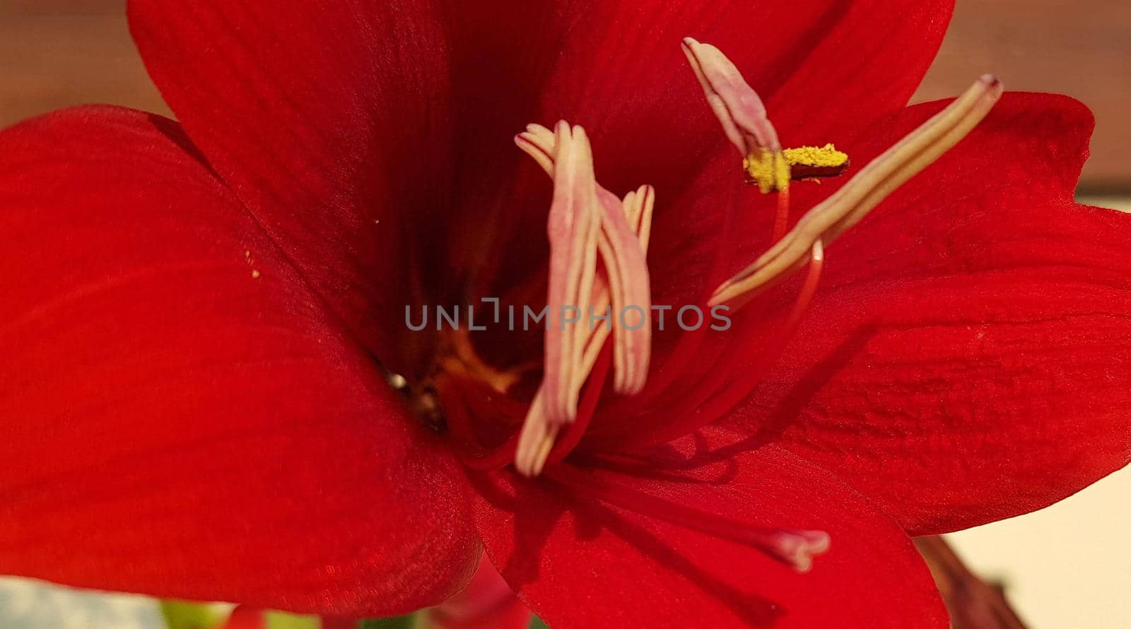 Close up Amaryllis flowers showing pollen, Amaryllis, Amaryllidaceae, Hippeastrum reginae Herb blooming in the garden