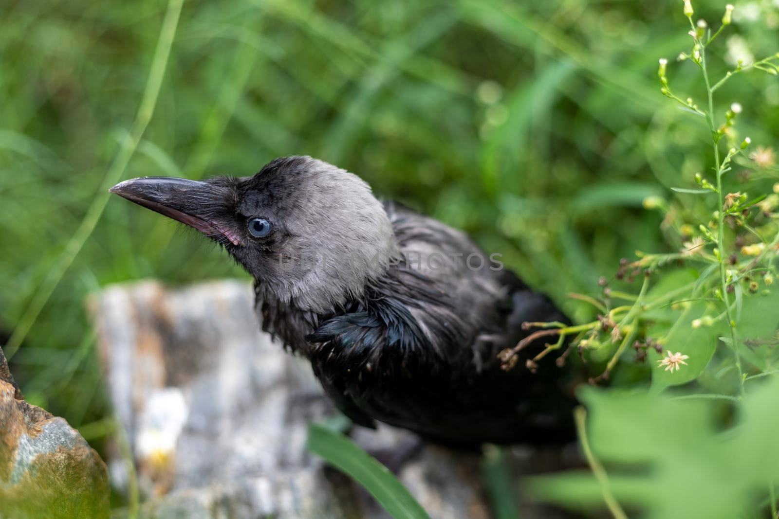 Black wet raven after a rain close up view with selective focus and blur background