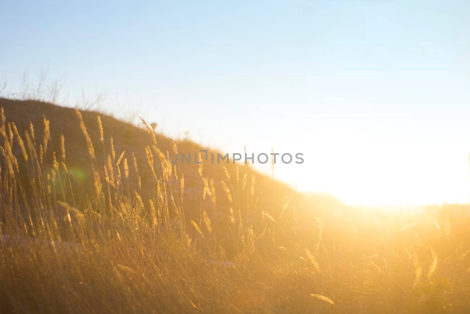 Field with grain in Sun Shine under blue sky. Beautiful shot space for Header and text copy.