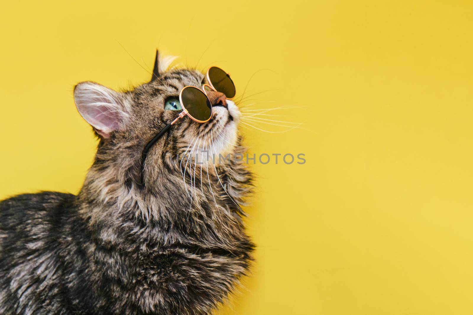 Closeup view of amazing domestic pet in black round fashion sunglasses is isolated on yellow wall. and looks to the upper right corner. Animals, friends, home concept.