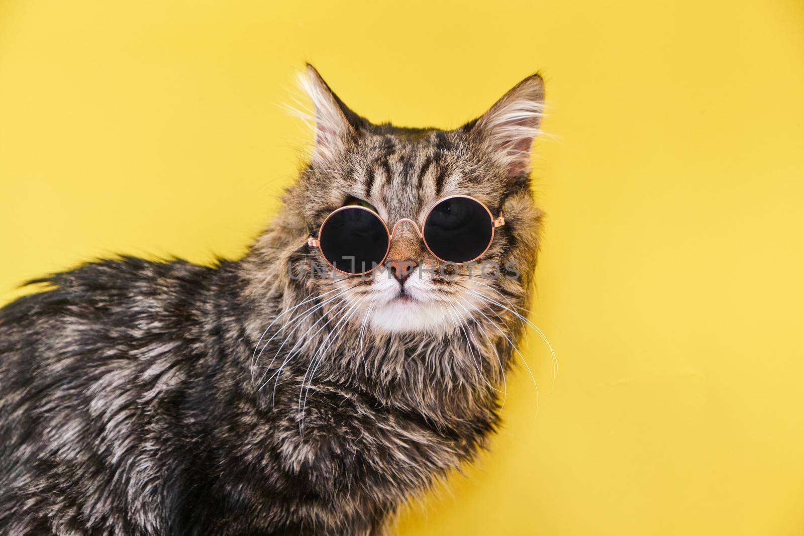 Closeup view of amazing domestic pet in black round fashion sunglasses is isolated on yellow wall. and looks to the upper right corner. Animals, friends, home concept.