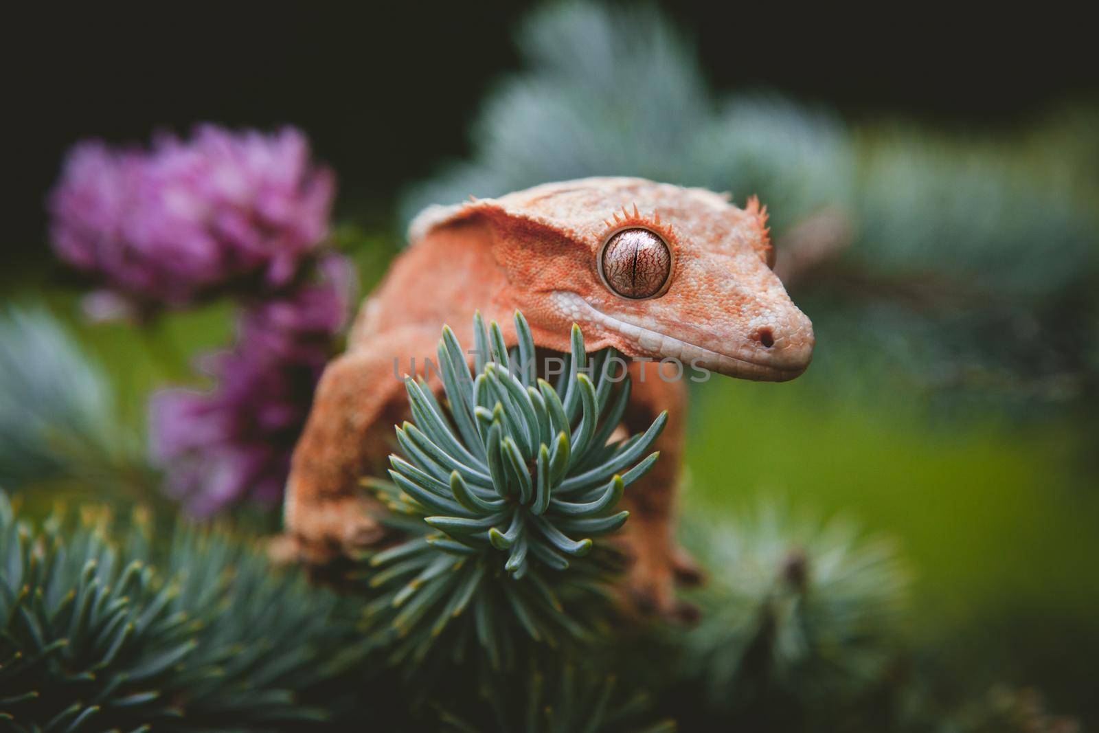New Caledonian crested gecko, Rhacodactylus ciliatus, on tree with flowers