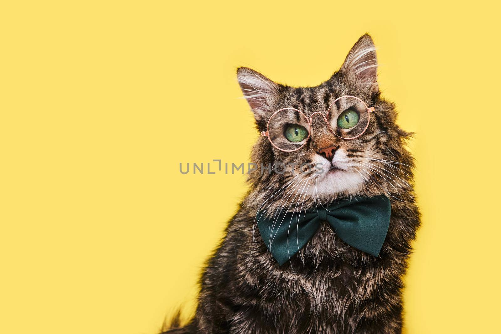 Funny smart cat in bow tie and glasses sitting on yellow background, copy space for text. Optics glasses store, creative advertisement. Online courses, remote distant education concept.