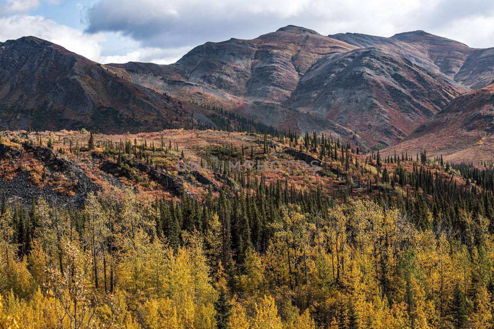 Yukon Wilderness Brilliant Autumn Color