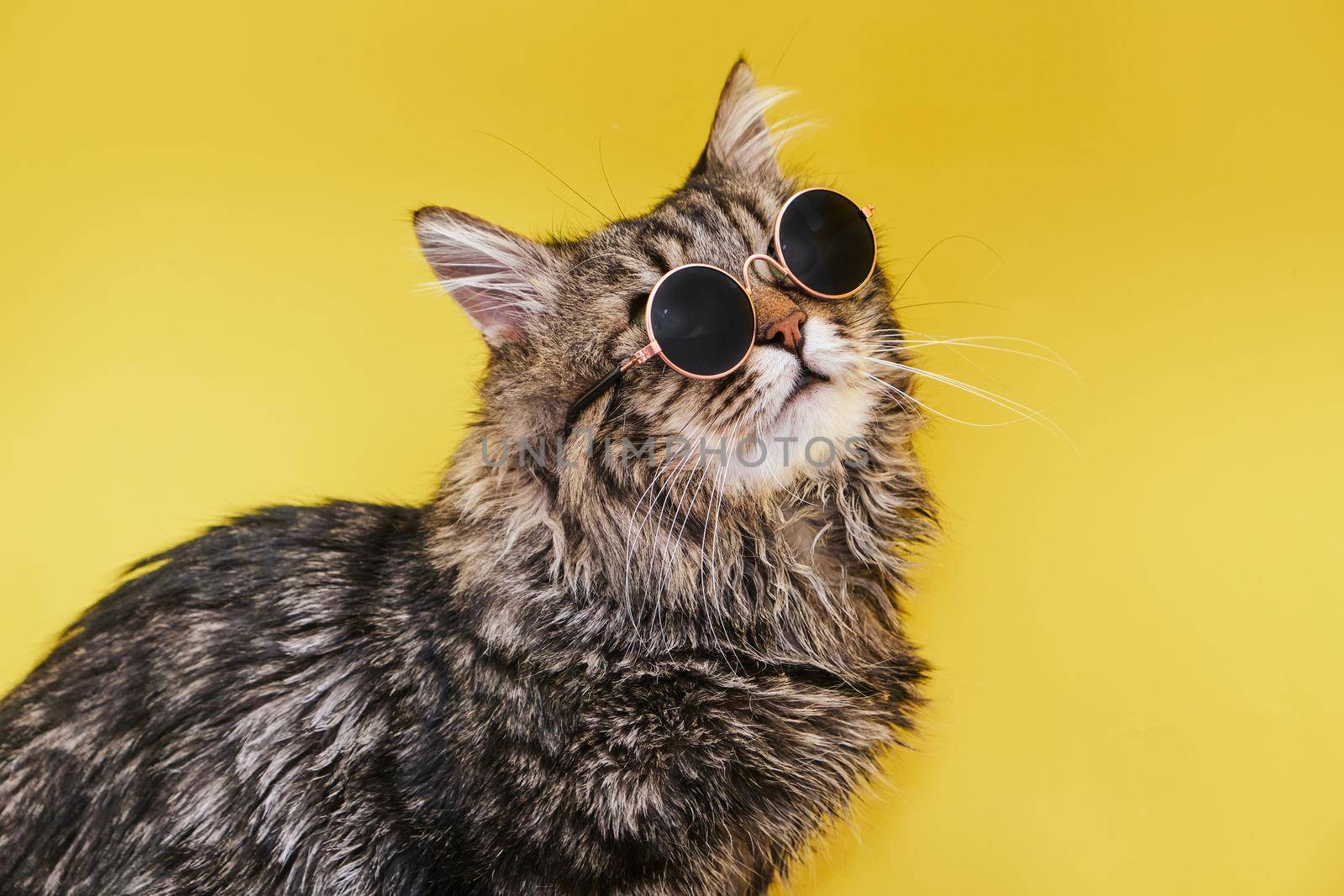 Closeup view of amazing domestic pet in black round fashion sunglasses on yellow wall. by InnaVlasova