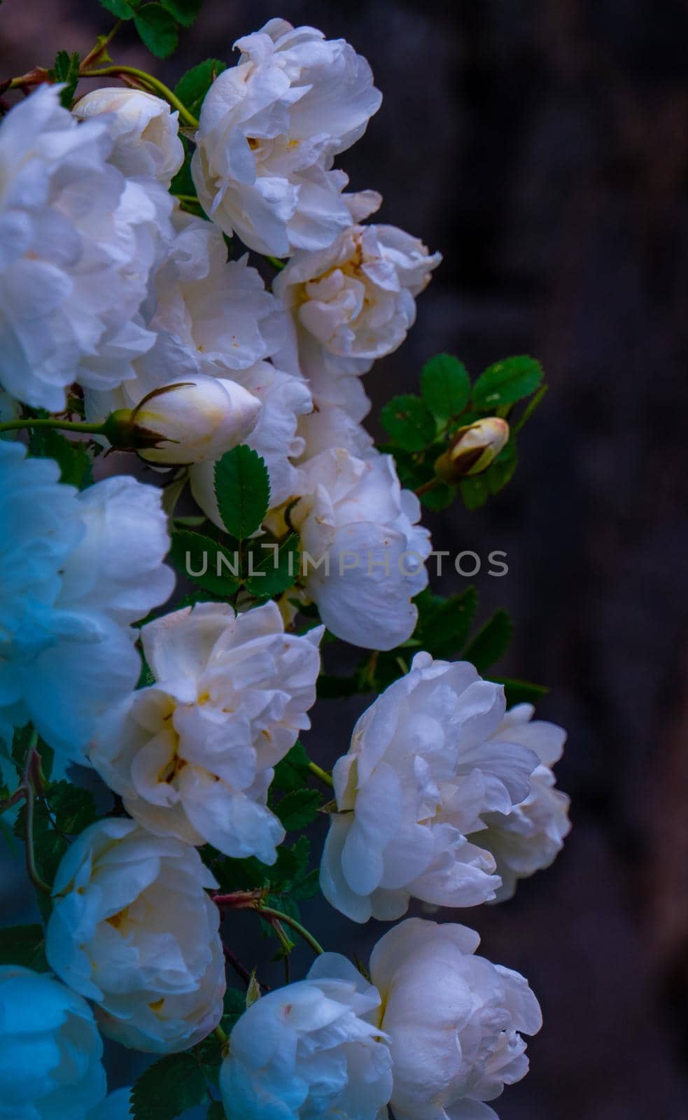 white roseship flower with a magical pink glow on a dark green background. High quality photo