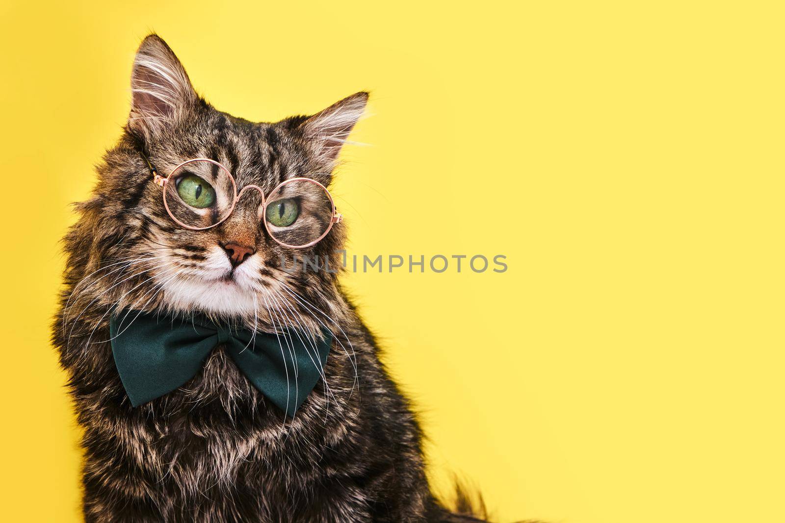 Funny cat in bow tie and glasses sitting on yellow background by InnaVlasova