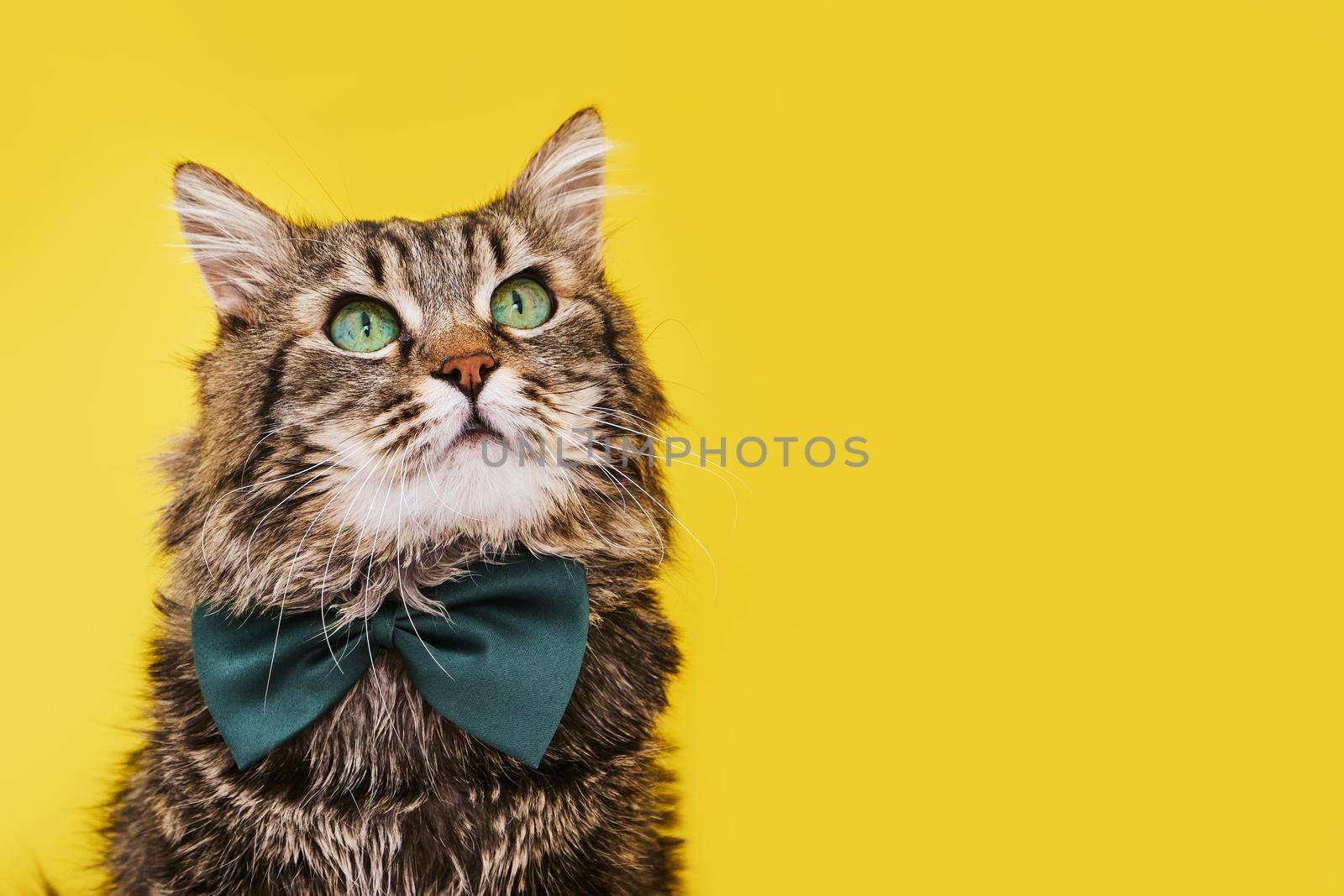 Funny cat in bow tie and glasses sitting on yellow background by InnaVlasova