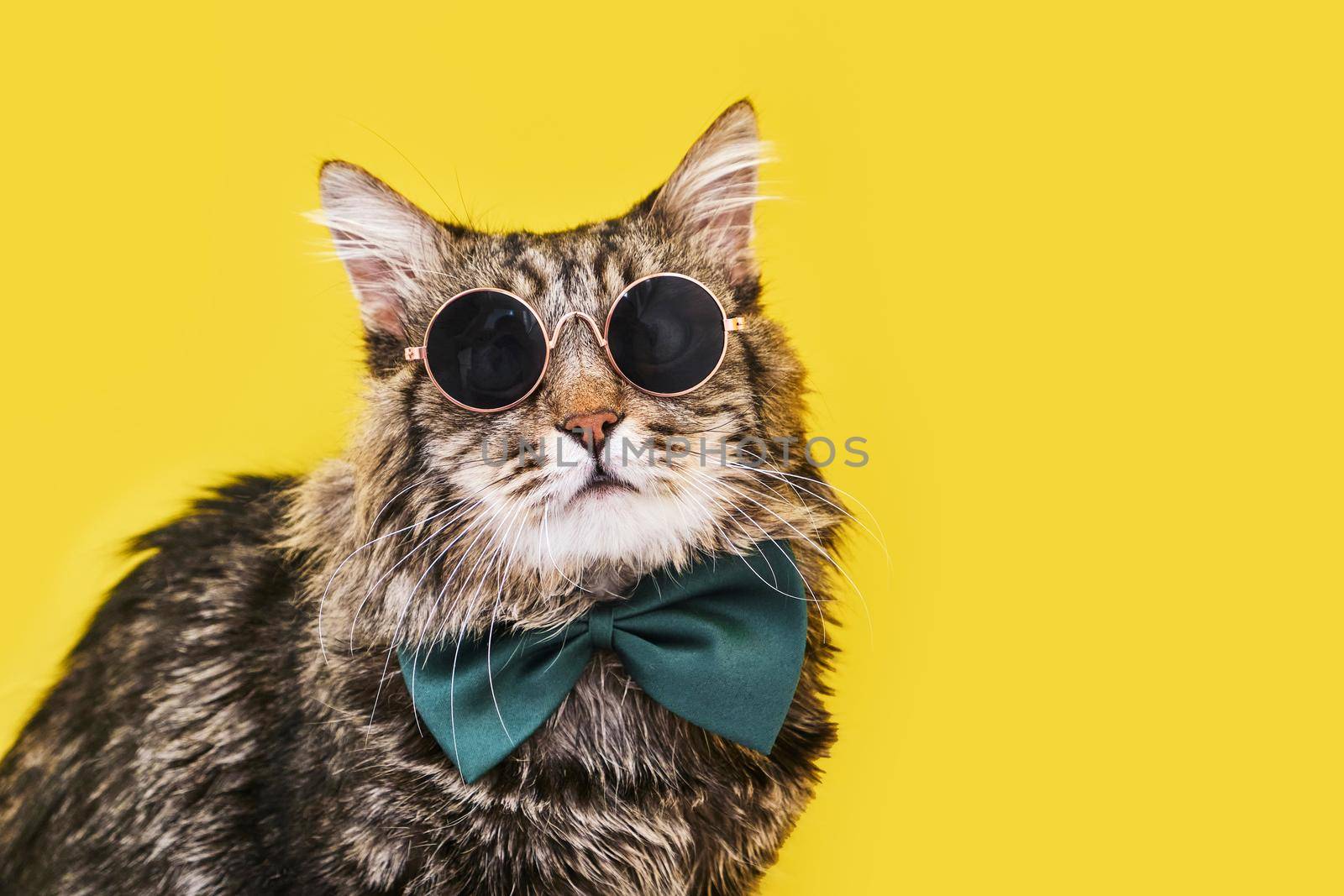 Closeup view of amazing domestic pet in black round fashion sunglasses and in bow tie is isolated on yellow wall. and looks to the upper right corner. Animals, friends, home concept.