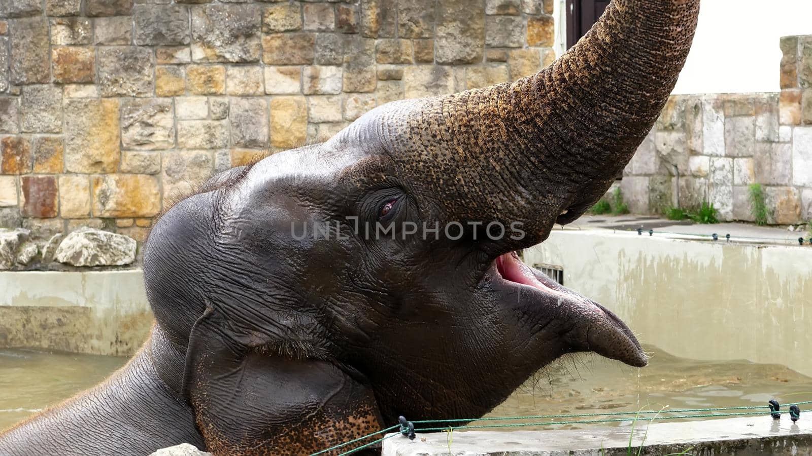 close-up, an elephant is bathing in a special pool at the zoo. elephant raised the trunk high. High quality photo