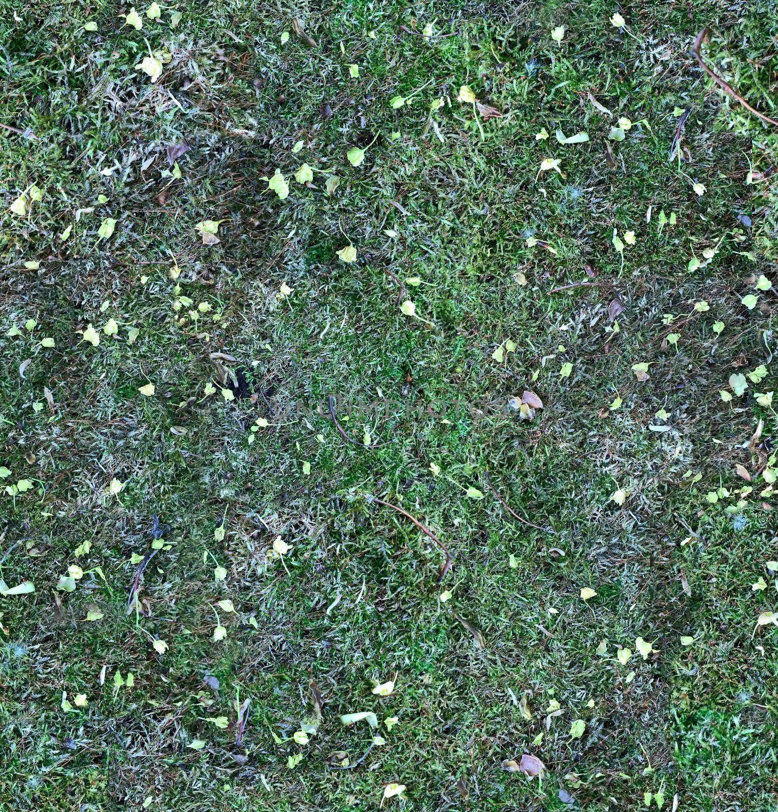 Moss texture for forest floor, or old mossy felled tree - seamless pattern. Green Ground detailed background for 3d material surface or Web Design with nature.