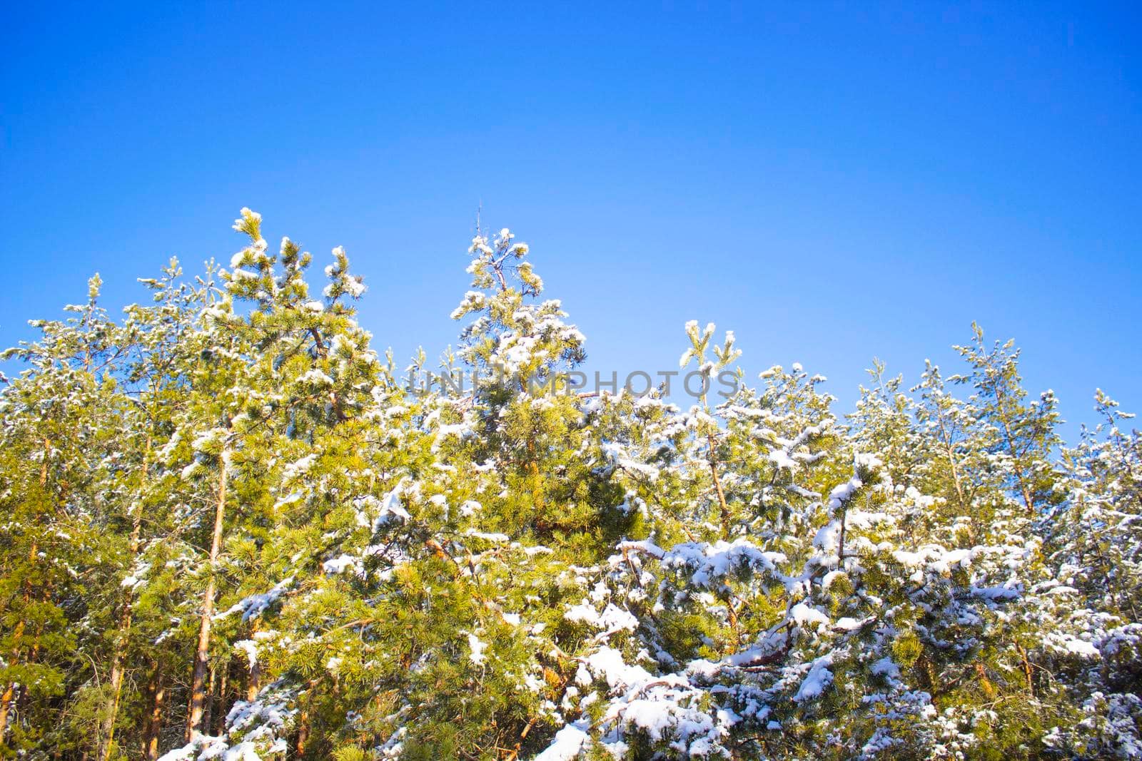 Winter Pine forest at sunny day under blue sky. Beautiful Nature landscape with copy space.