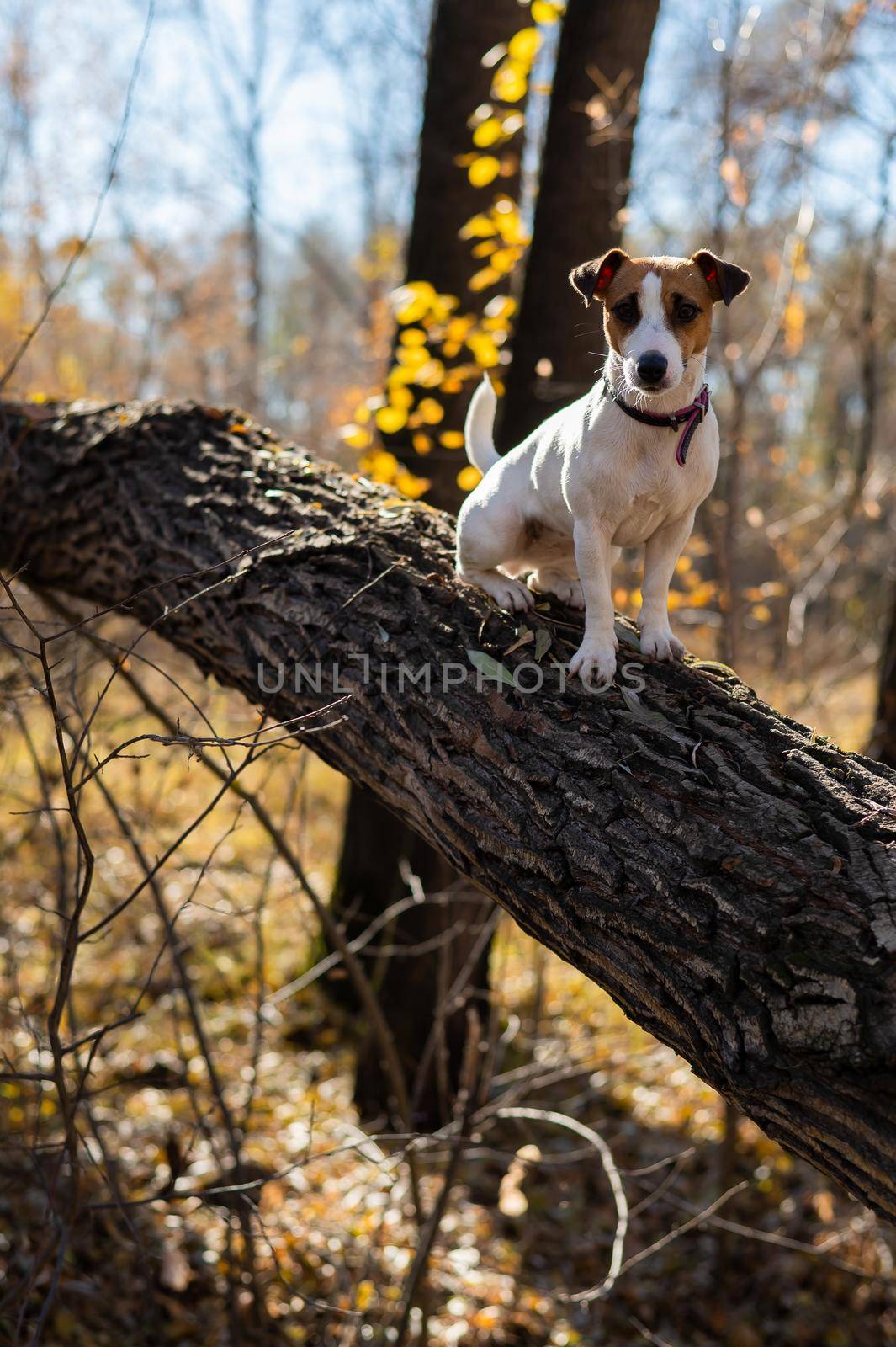 Jack russell terrier dog for a walk in the autumn forest. by mrwed54