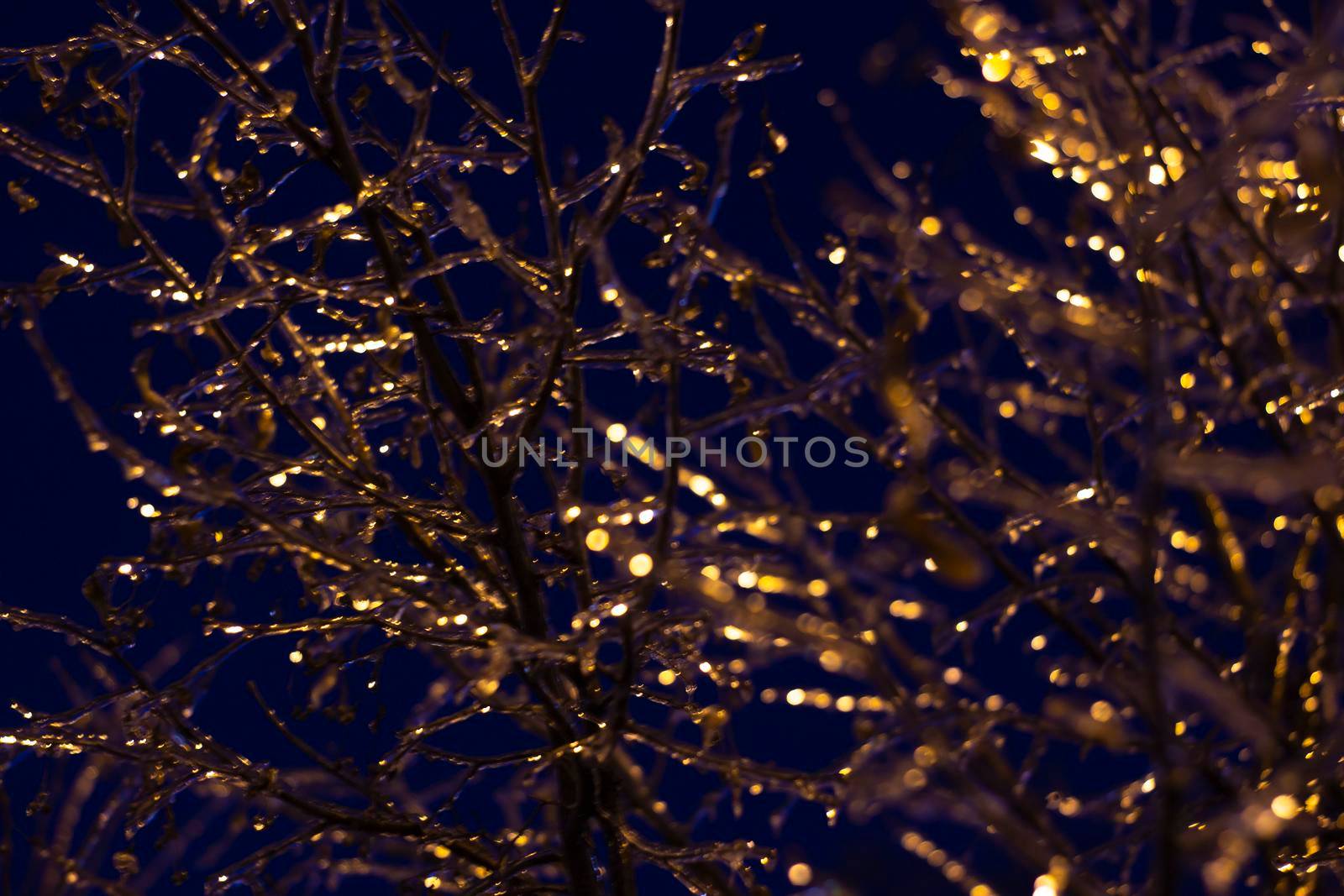 Night background with icy branches lit by rays of light. Dark solid backdrop.