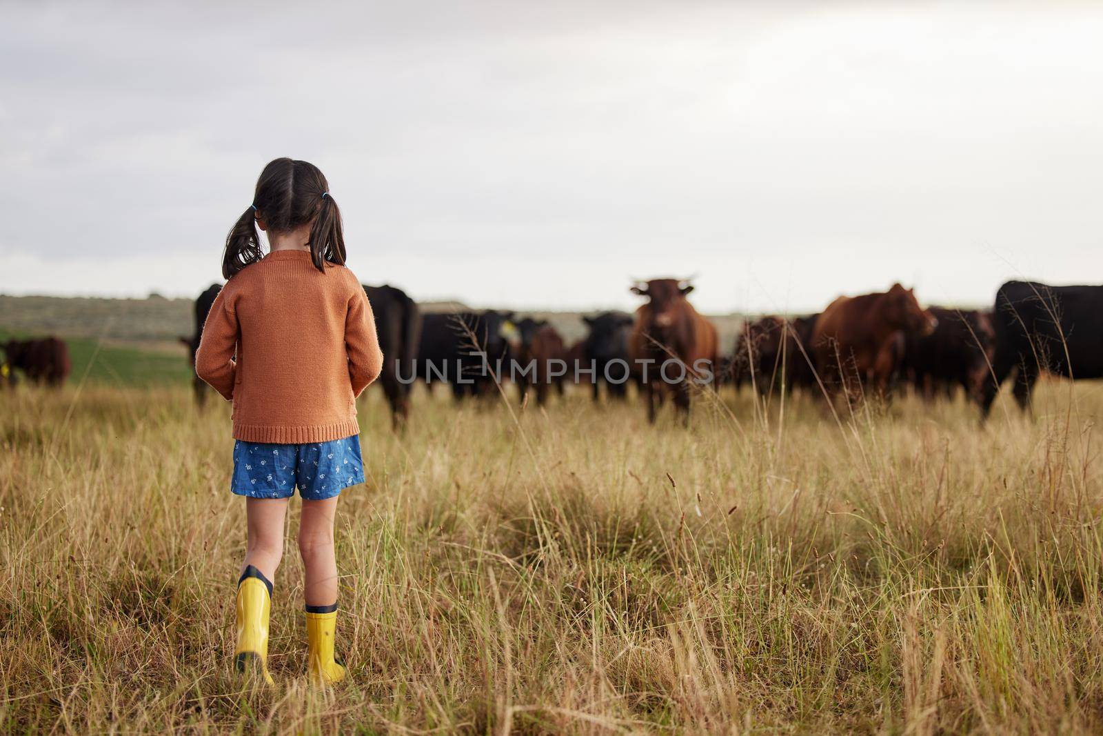 Little girl learning agriculture on a sustainability farm with cattle and exploring nature outdoors. Back view of a carefree child or kid watching cows or farmland animals enjoying the countryside.
