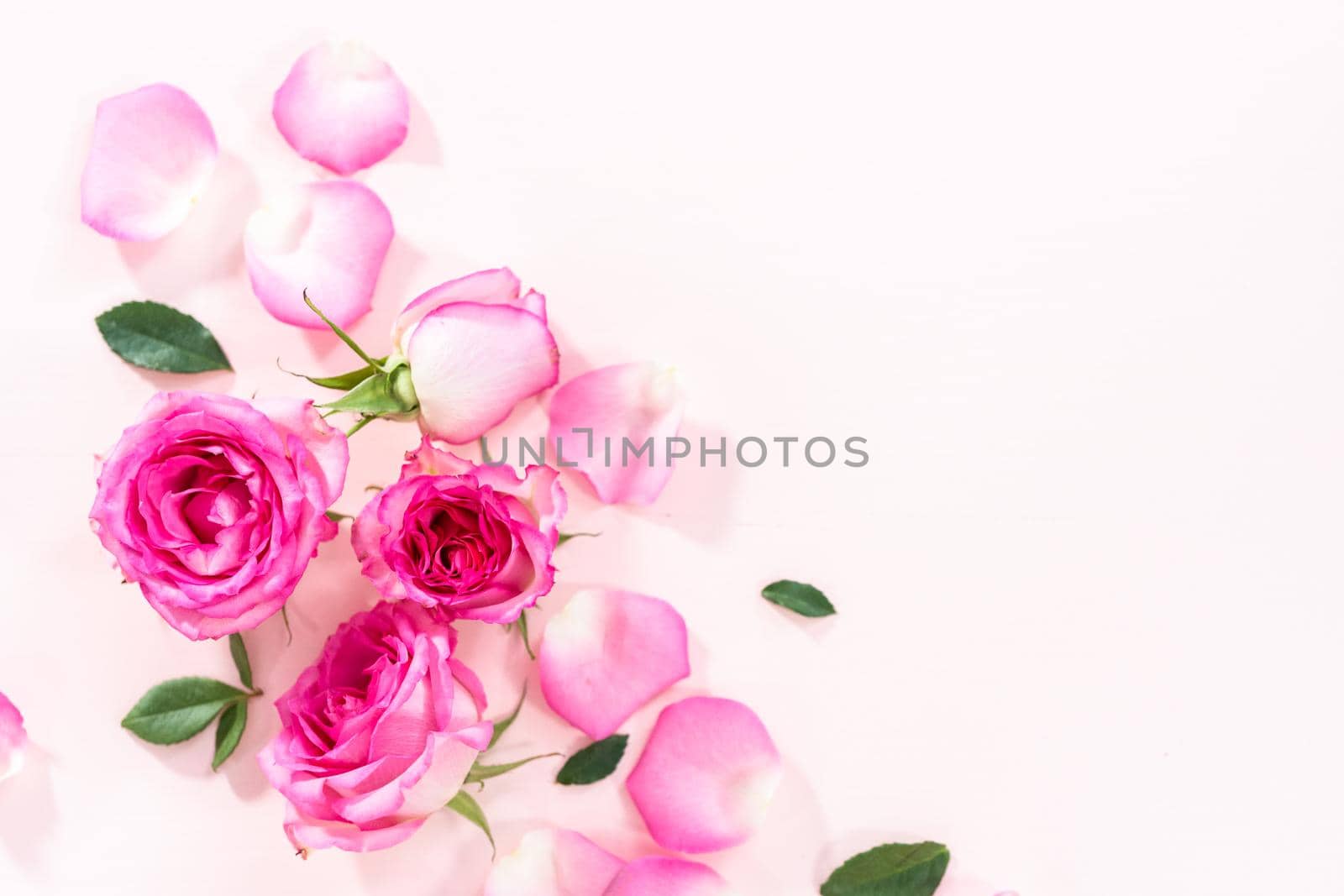 Pink roses by arinahabich