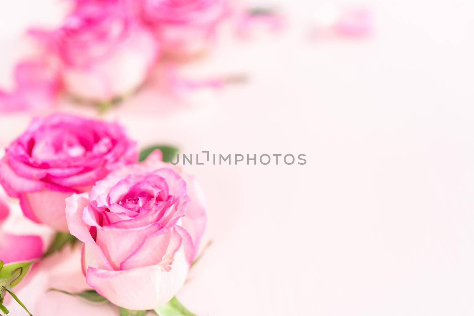 Pink roses and rose petals on a pink background.