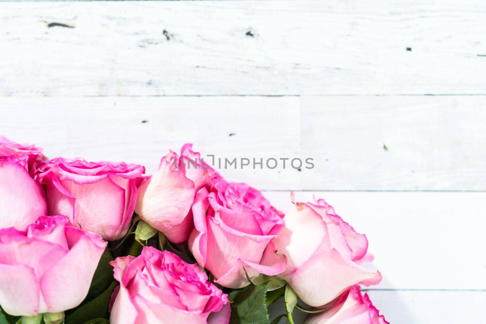 Flat lay. Pink roses with the stem on a painted white wooden background.