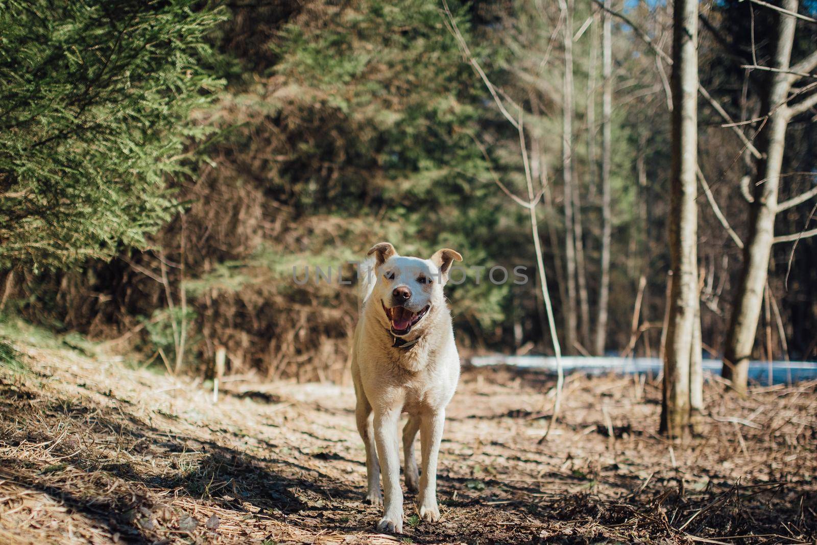 White labrador retriever dog on a walk. Dog in the nature. Senior dog behind grass and forest by Hitachin