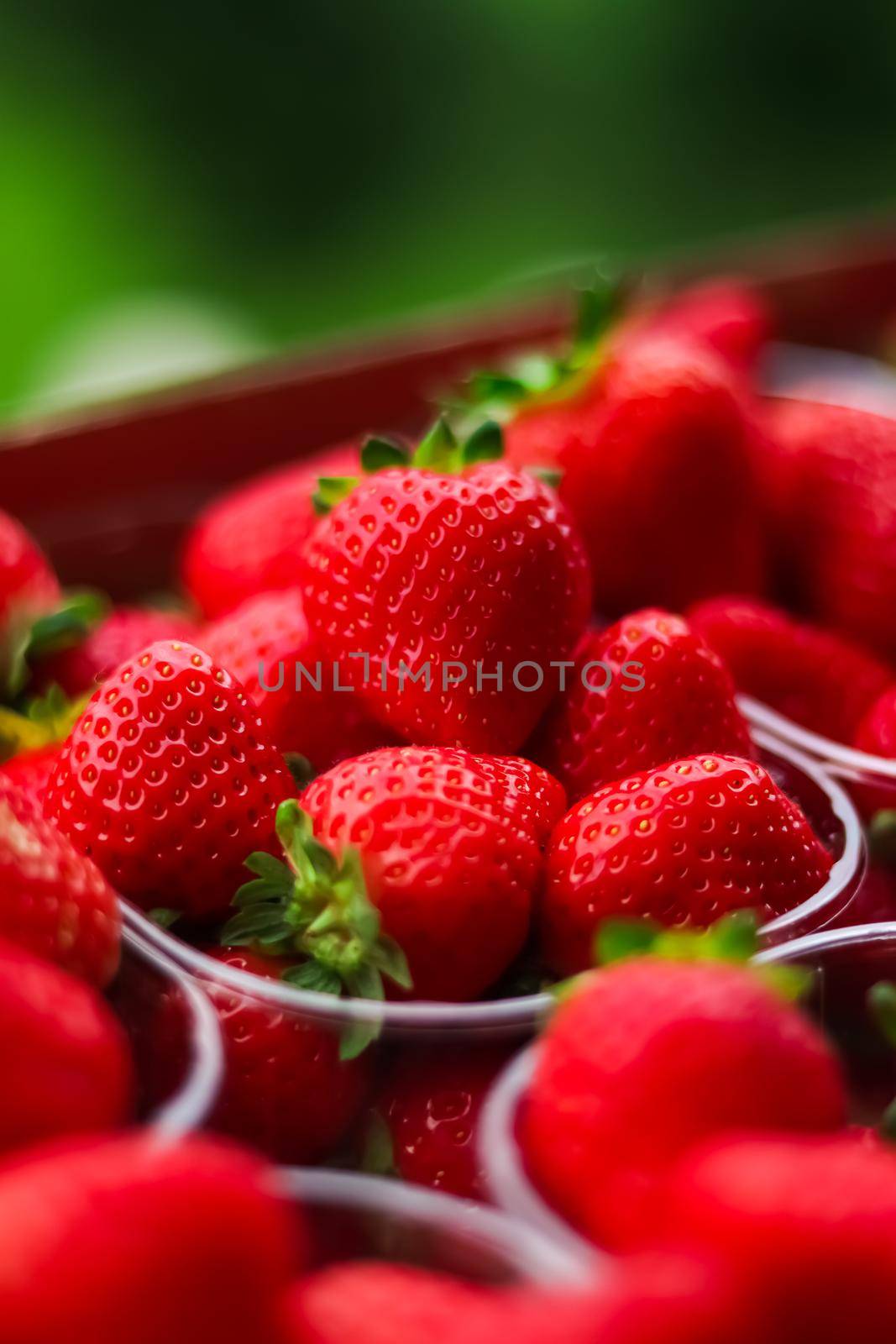 Strawberries packaged in box, sweet ripe perfect strawberry harvest, organic garden and agriculture concept