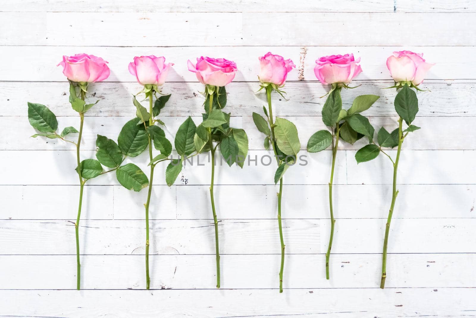 Flat lay. Pink roses with the stem on a painted white wooden background.