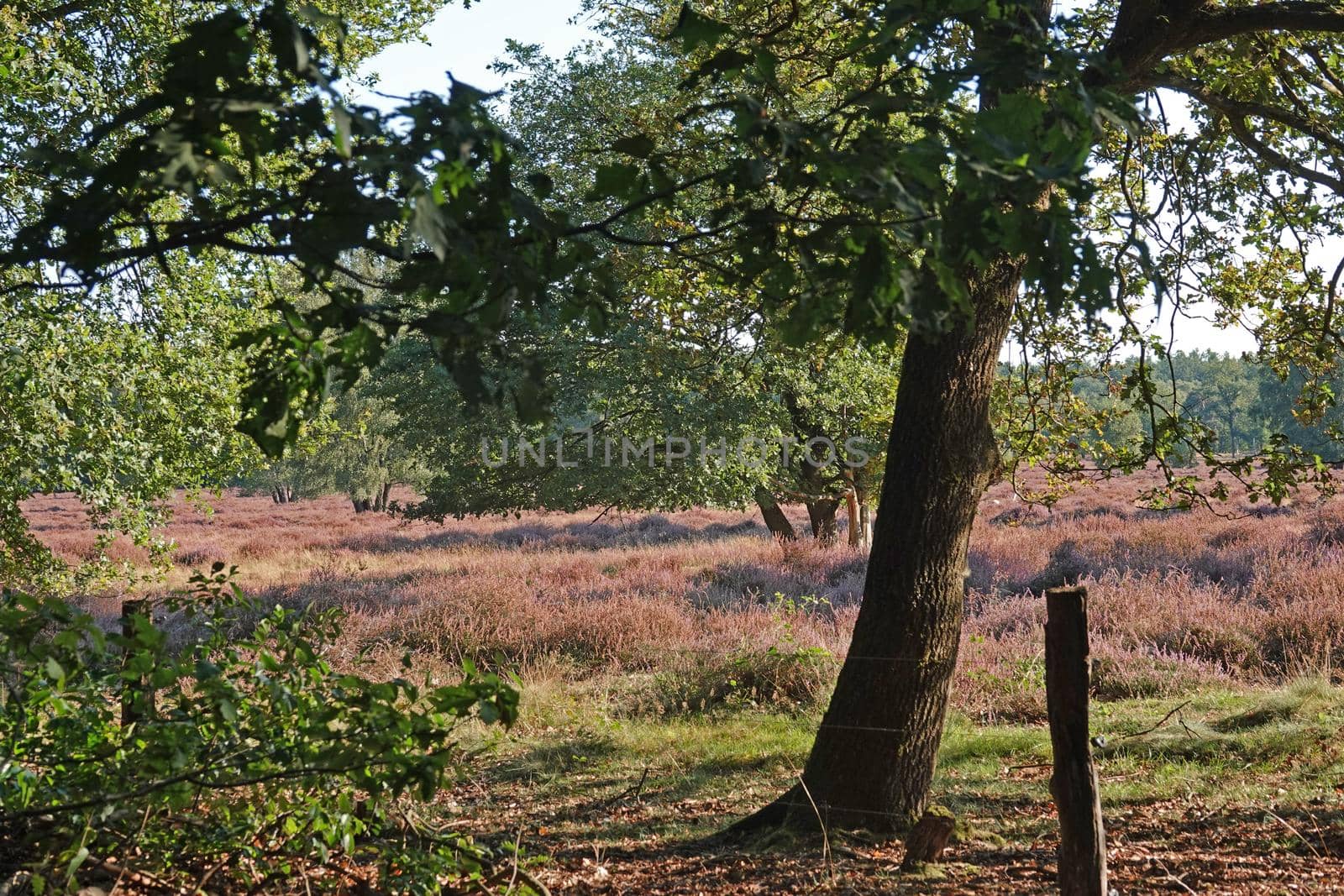 A beautiful pink blooming heather environment with deciduous trees. Location: Springendal, the Netherlands