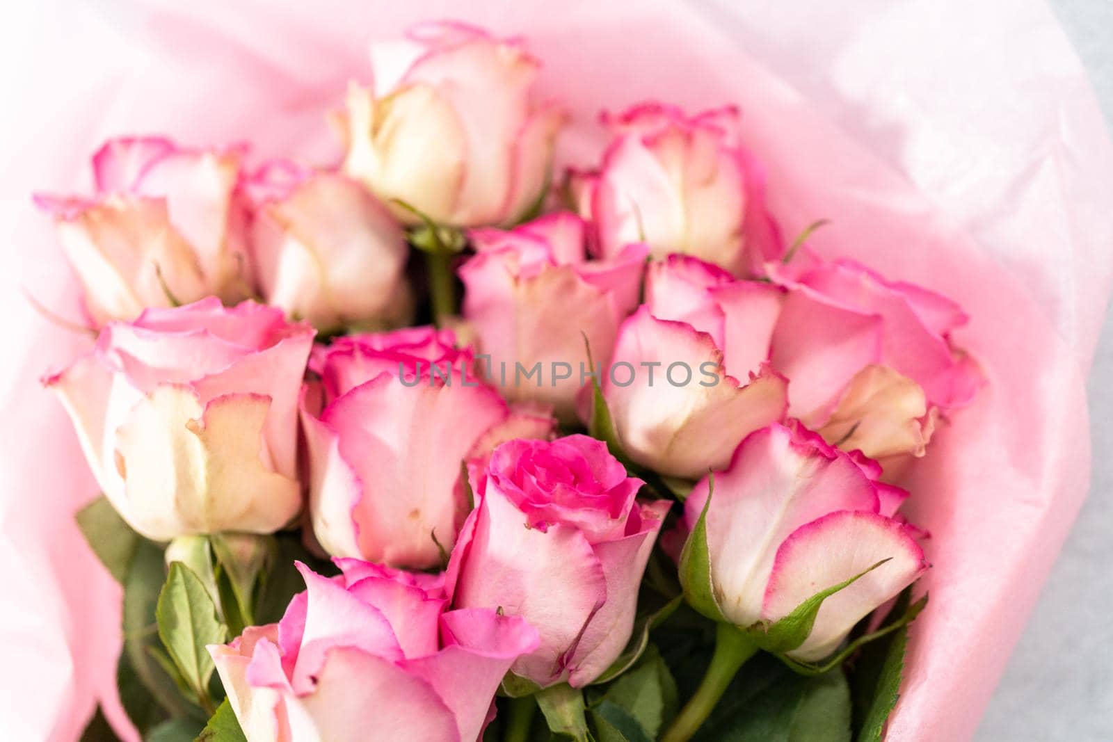 Close up of fresh pink roses on a white background.