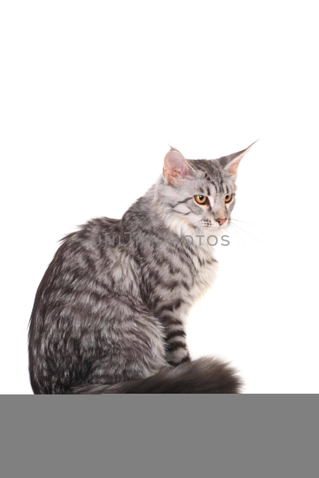 Silver tabby maine coon kitten, 5 month, of a white background